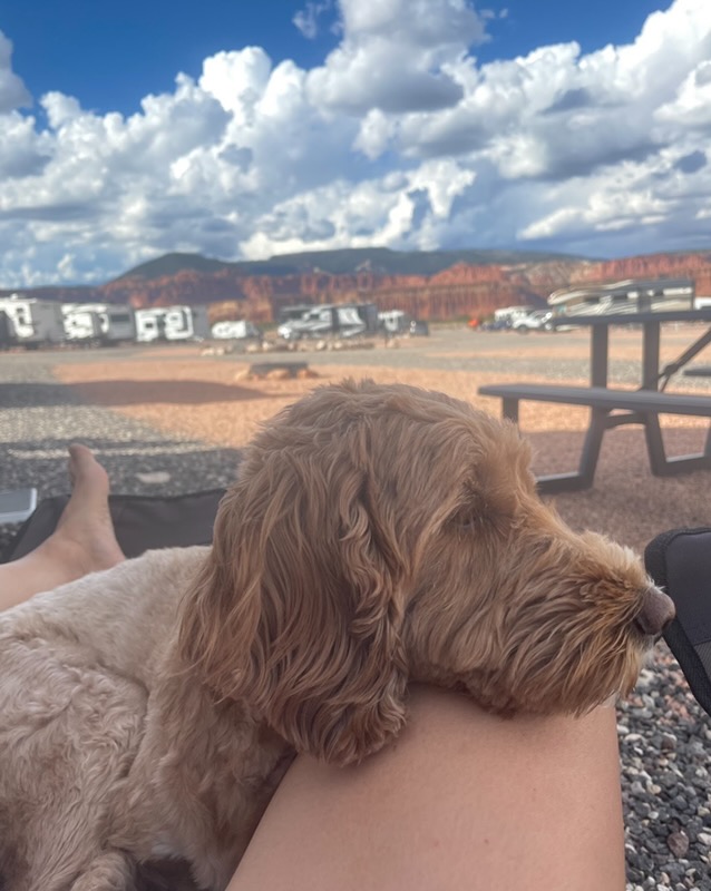 Dog relaxing at a resort campsite with red-rock cliffs in the background